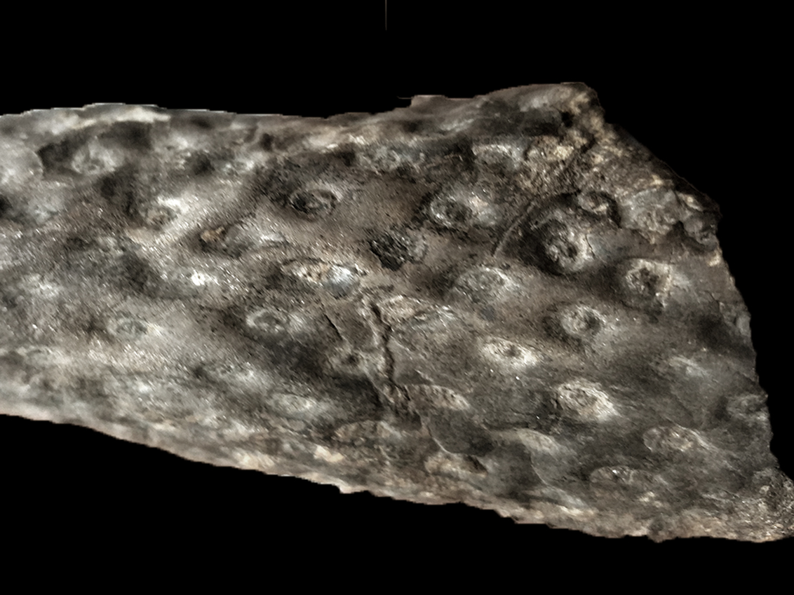 Tennessee Fossils